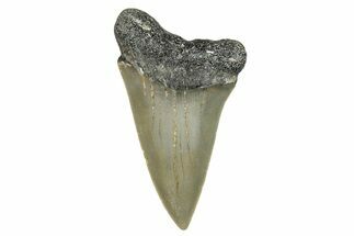 Fossil Broad-Toothed Mako Shark Tooth - North Carolina #272992