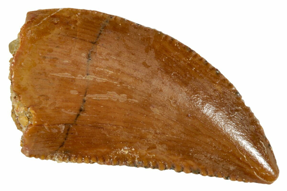 Serrated, .54" Raptor Tooth Real Dinosaur Tooth (273103) For Sale