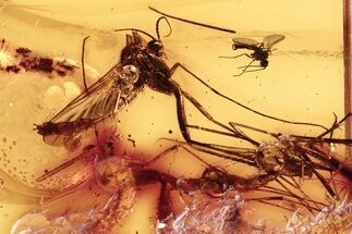 Fossil Spider, Fungus Gnat & Gnat In Baltic Amber #273353