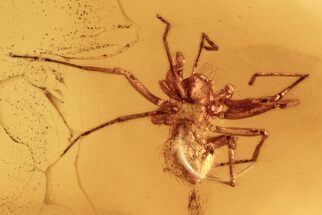 Small Fossil Spider (Araneae) In Baltic Amber - Jewelry Quality #273363