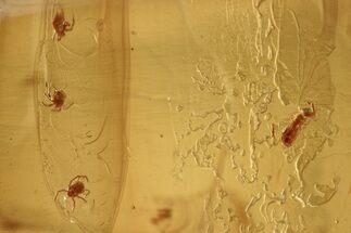 Three Fossil Mites & Tiny Springtail (Collembola) in Baltic Amber #273376