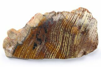 Polished Strelley Pool Stromatolite Slab - Billion Years Old #273558