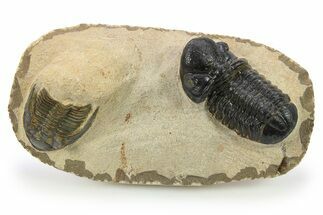 Reedops Trilobite With Partial Zlichovaspis - Atchana, Morocco #273062