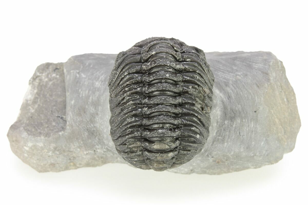 1.8" Bumpy Phacopid (Morocops) Trilobite - Beautiful Shell Color ...