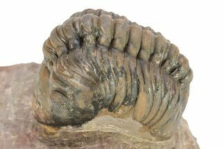 Curled Reedops Trilobite - Morocco #273447