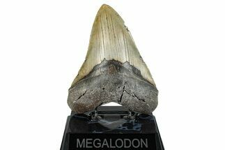Fossil Megalodon Tooth - North Carolina #273027