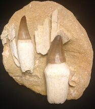 Two Rooted Mosasaur (Prognathodon) Teeth - Top Quality #15775