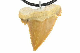 Serrated, Fossil Paleocarcharodon Shark Tooth Necklace #273600