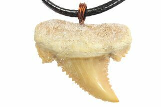 Serrated, Fossil Paleocarcharodon Shark Tooth Necklace #273612