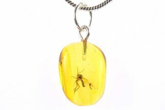 Polished Baltic Amber Pendant (Necklace) - Contains Fungus Gnats! #273759