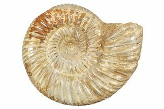 Polished Jurassic Ammonite (Perisphinctes) - Madagascar #273707