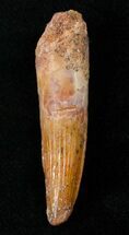 Juvenile Spinosaurus Tooth - Great Enamel & Partial Root #15754