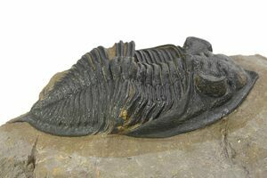 1.6 Inch Zlichovaspis (Odontochile) Trilobite (#2352) For Sale 