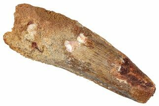 Fossil Spinosaurus Tooth - Real Dinosaur Tooth #273778