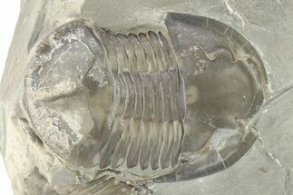 Inflated Isoteloides Flexus Trilobite - Fillmore Formation, Utah #274042