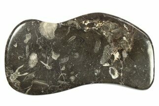 Polished Devonian Fossil Coral and Bryozoan Plate - Morocco #273139