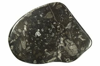 Polished Devonian Fossil Coral and Bryozoan Plate - Morocco #273148