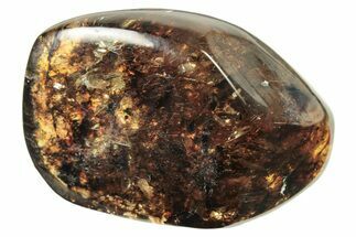 Polished Chiapas Amber ( g) - Mexico #274449