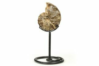 Cretaceous Ammonite (Mammites) Fossil with Metal Stand - Morocco #274596