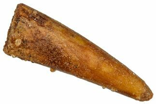 Fossil Pterosaur (Siroccopteryx) Tooth - Morocco #274244