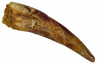 Fossil Pterosaur (Siroccopteryx) Tooth - Morocco #274248