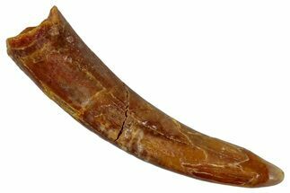 Fossil Pterosaur (Siroccopteryx) Tooth - Morocco #274258