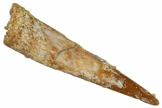Fossil Pterosaur (Siroccopteryx) Tooth - Morocco #274275