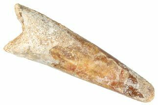 Fossil Pterosaur (Siroccopteryx) Tooth - Morocco #274335