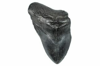 Partial Fossil Megalodon Tooth - South Carolina #274585