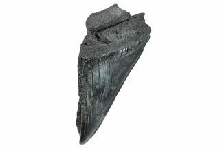 Partial Fossil Megalodon Tooth - South Carolina #274594