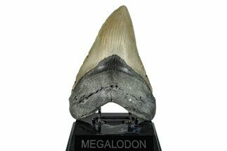 Serrated, Fossil Megalodon Tooth - Huge NC Meg #274749