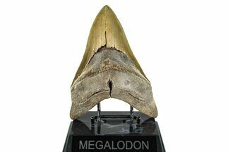 Serrated, Fossil Megalodon Tooth - Huge NC Meg #274752