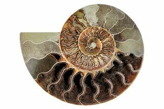 Cut & Polished Ammonite Fossil (Half) - Crystal Pockets #274811