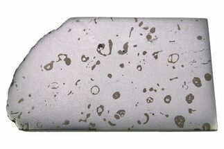 Gleaming Dronino Iron Meteorite Slice ( g) - Ryazan, Russia #264913