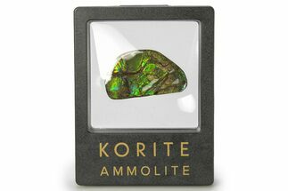 Iridescent Ammolite (Fossil Ammonite Shell) - Brilliant Green #275080