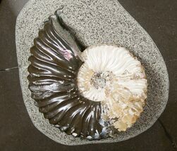 Iridescent Deshayesites Ammonite In Argyllite #15586