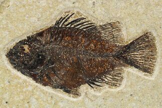 Fossil Fish (Cockerellites) - Wyoming #275182