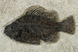 Fossil Fish (Cockerellites) - Wyoming #275188