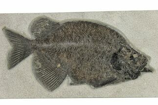 Spectacular Fish Fossil (Phareodus) - Wyoming #275193