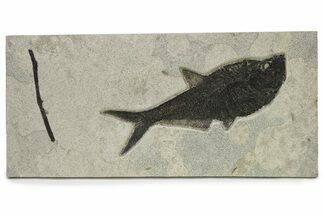 Beautiful Fossil Fish (Diplomystus) with Branch - Wyoming #275194