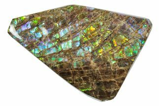 Iridescent Ammolite (Fossil Ammonite Shell) - Alberta #274987