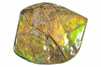 Iridescent Ammolite (Fossil Ammonite Shell) - Alberta #275018