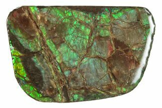 Iridescent Ammolite (Fossil Ammonite Shell) - Alberta #275024
