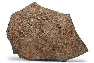 Cruziana (Fossil Arthropod Trackway) Plate - Morocco #274977