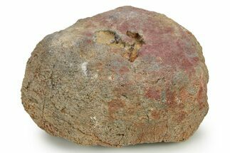 Silurian Fossil Crinoid (Scyphocrinites) Lobolith - Morocco #274943