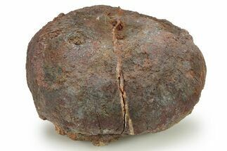 Silurian Fossil Crinoid (Scyphocrinites) Lobolith - Morocco #274944