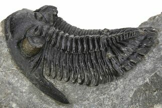 Hollardops Trilobite Fossil - Detailed Eye Preservation #275230