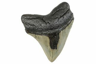 Serrated, Fossil Megalodon Tooth - North Carolina #273990
