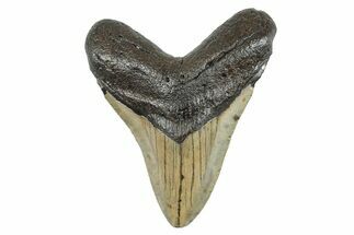 Serrated, Fossil Megalodon Tooth - North Carolina #273999