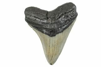Serrated, Fossil Megalodon Tooth - North Carolina #274000
